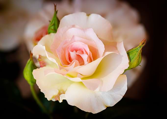 Beautiful flower closeup