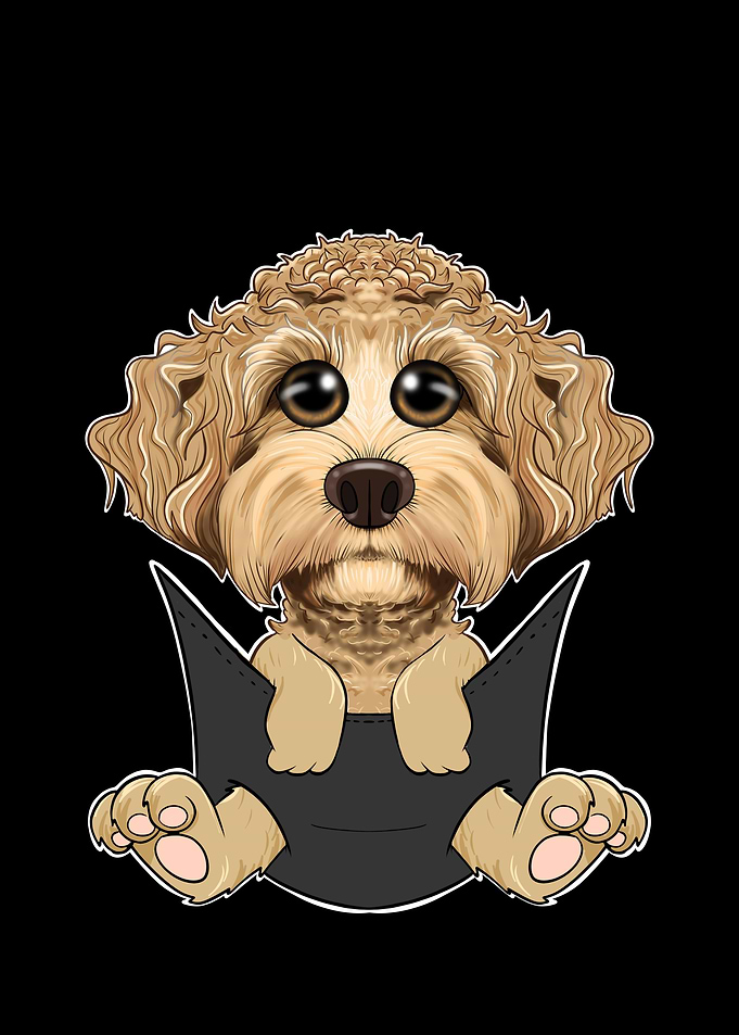 Labaradoodle Puppy