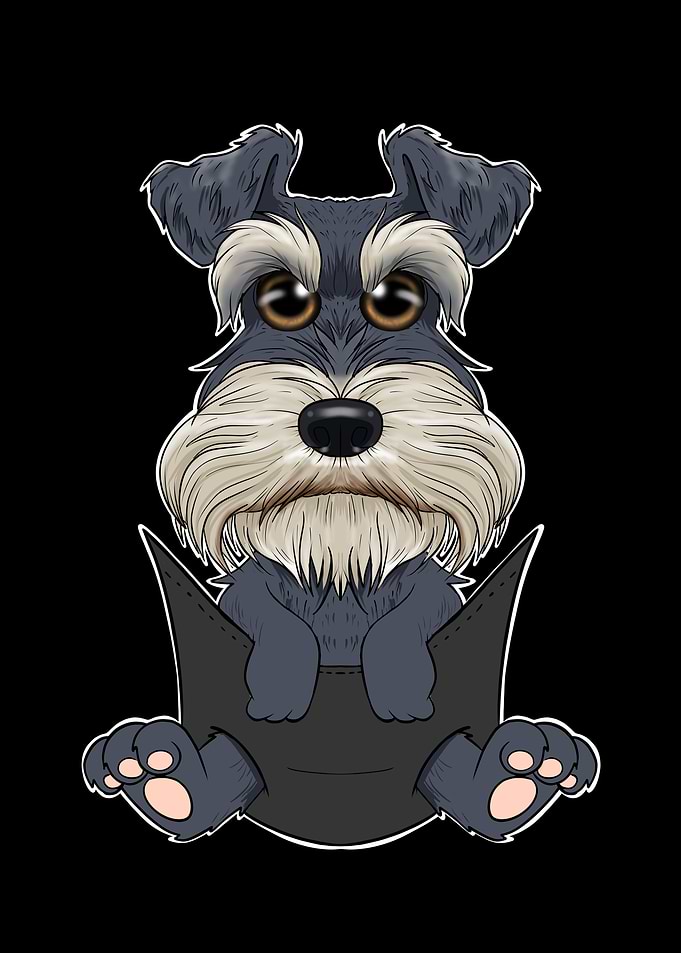 Miniature Schnauzer Puppy