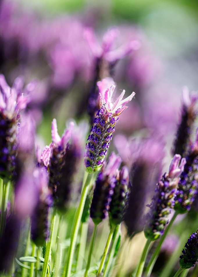Beautiful flower closeup