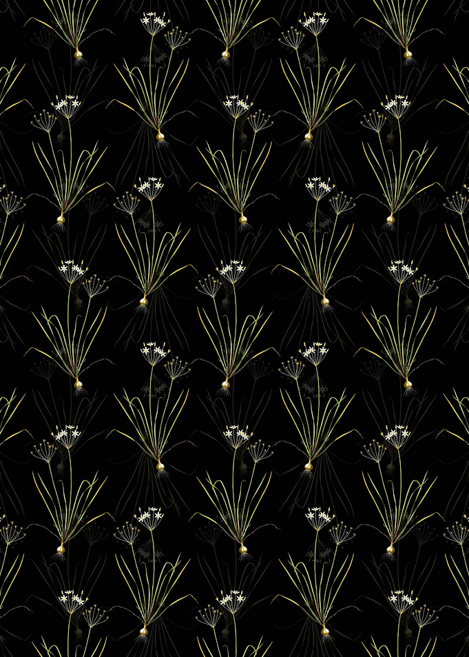 Allium Straitum Pattern