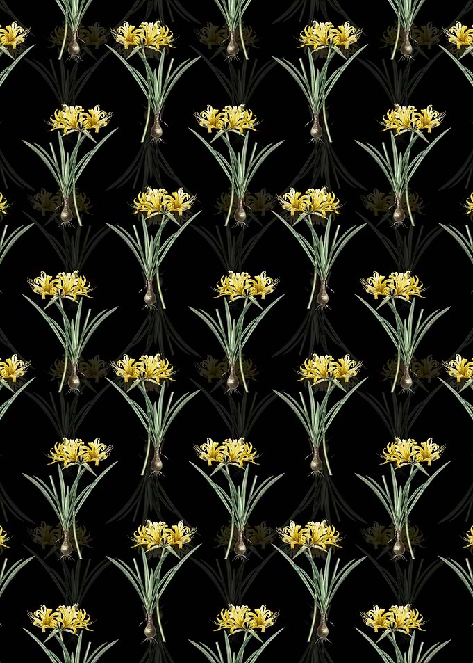 Golden Hurricane Lily