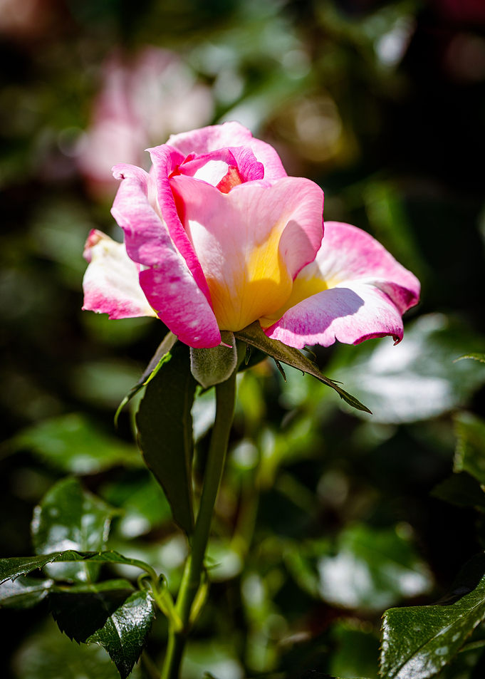 Beautiful flower closeup