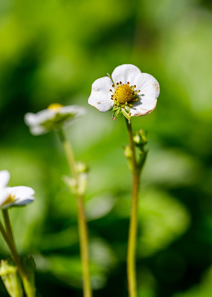 Beautiful flower closeup