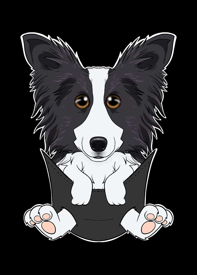 Border Collie Puppy Pocket