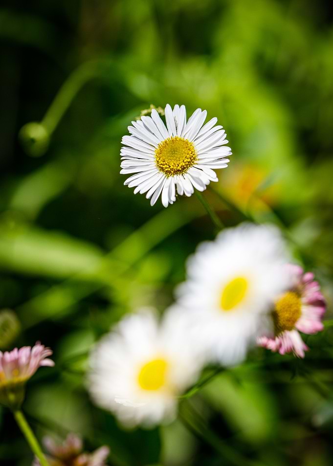Beautiful daisy closeup