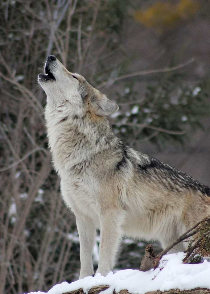 Wolf