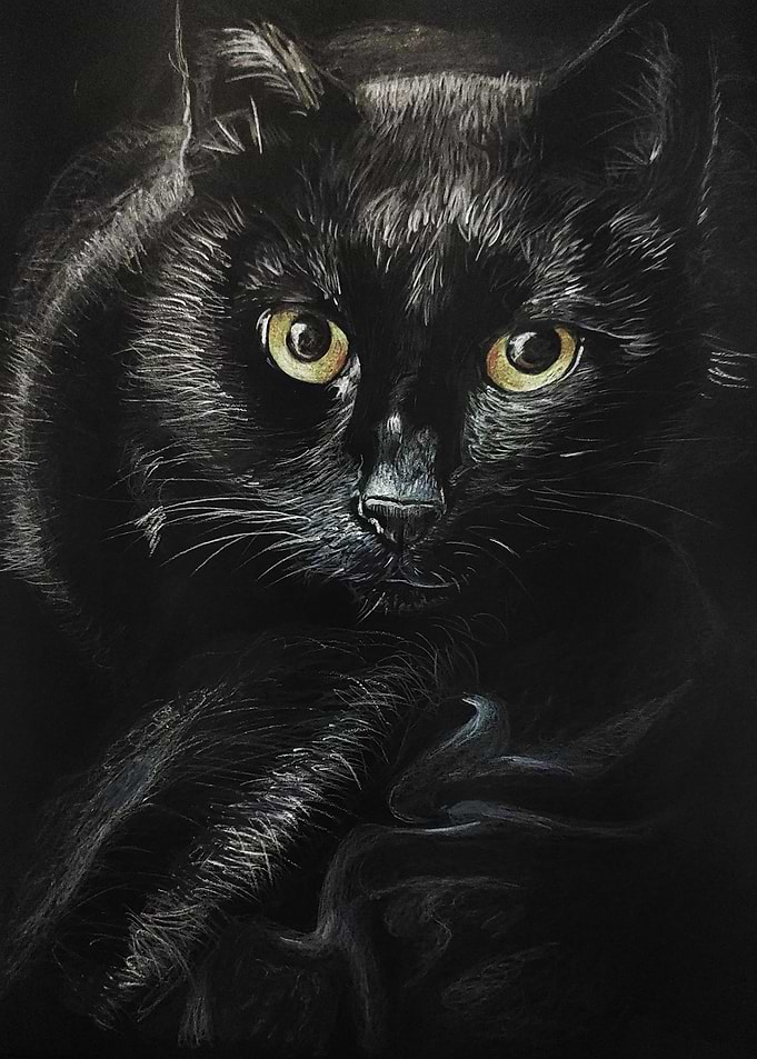 black cat