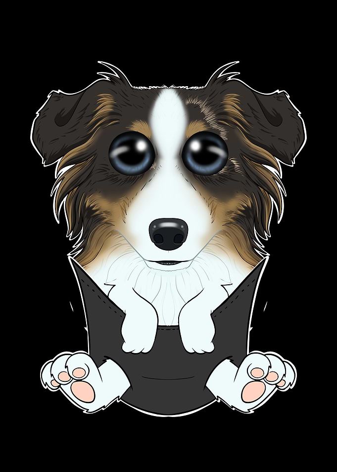 Australian Shepherd Puppy
