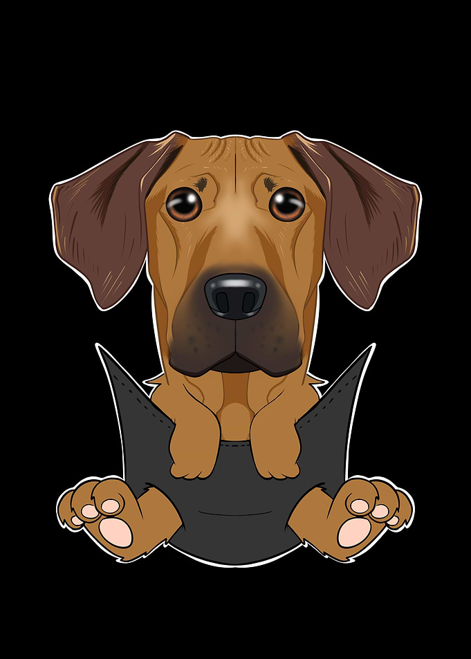Rhodesian Ridgeback Puppy