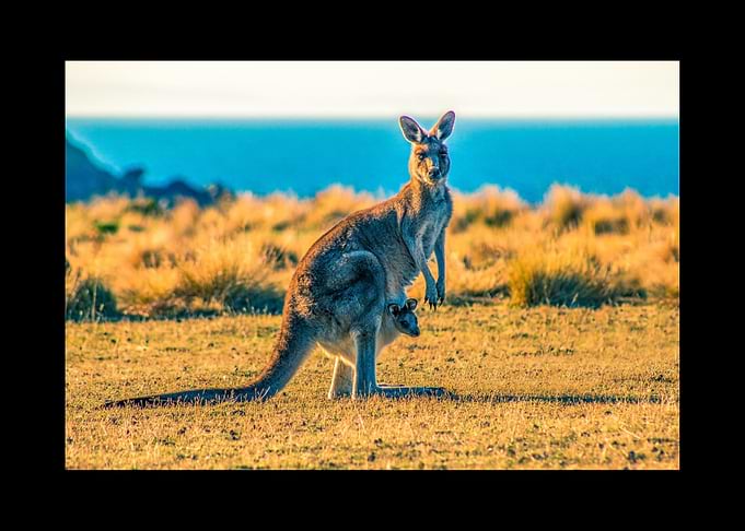 Kangaroo
