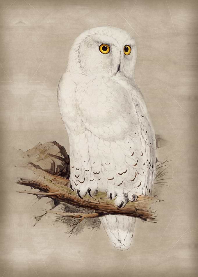Snowy Owl