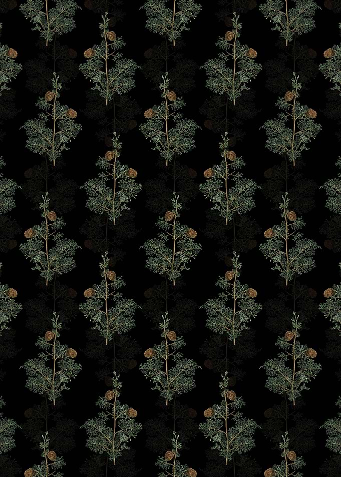 Mediterranean Cypress