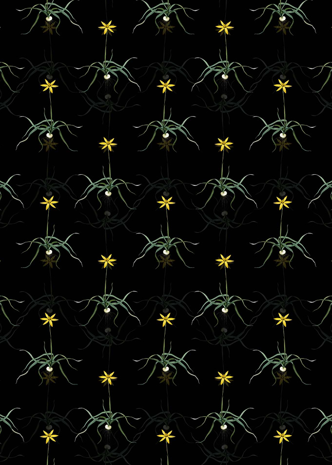 Hypoxis Stellata Pattern