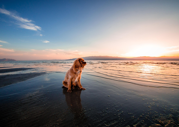 Cute Dog