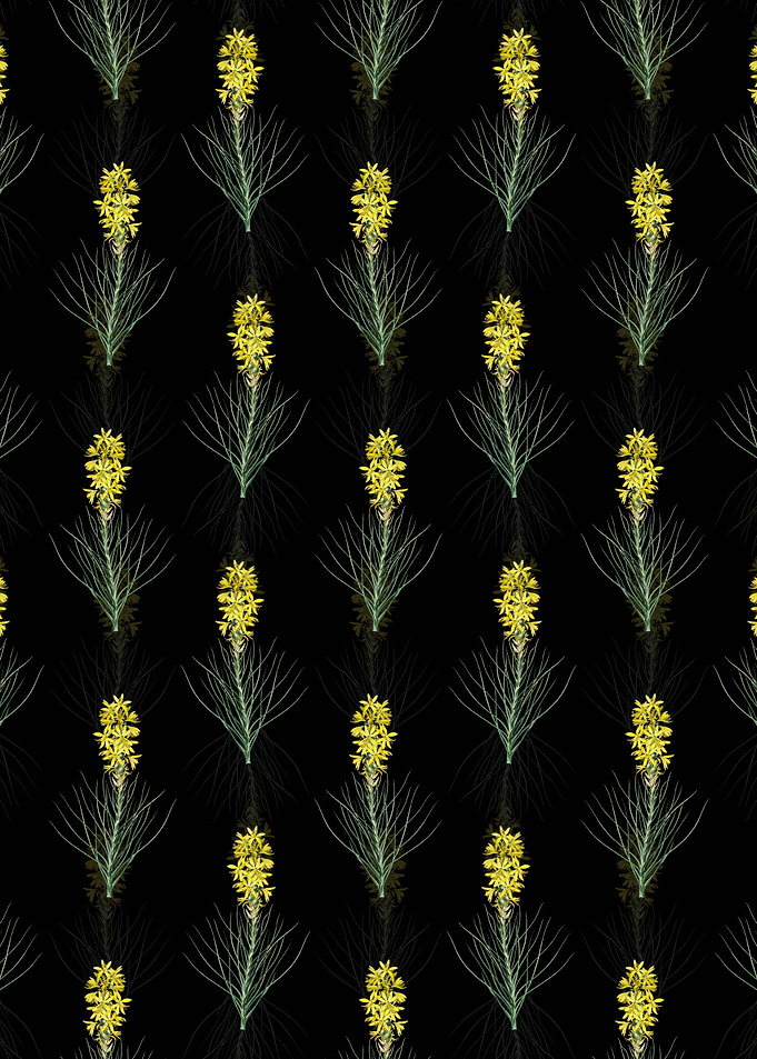 Yellow Asphodel Pattern