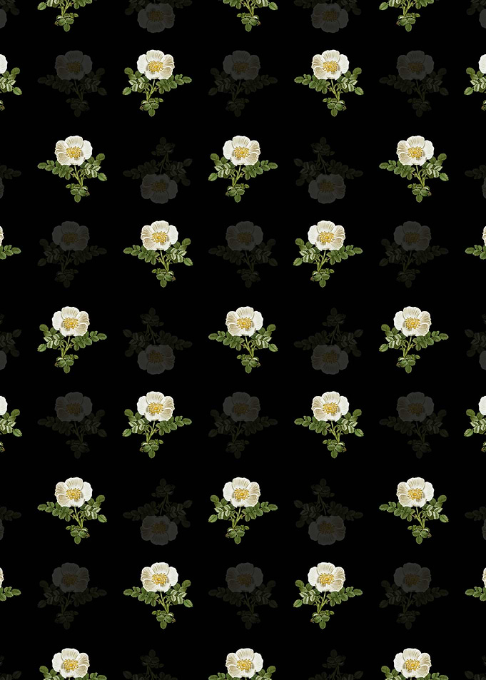 White Burnet Rose Pattern