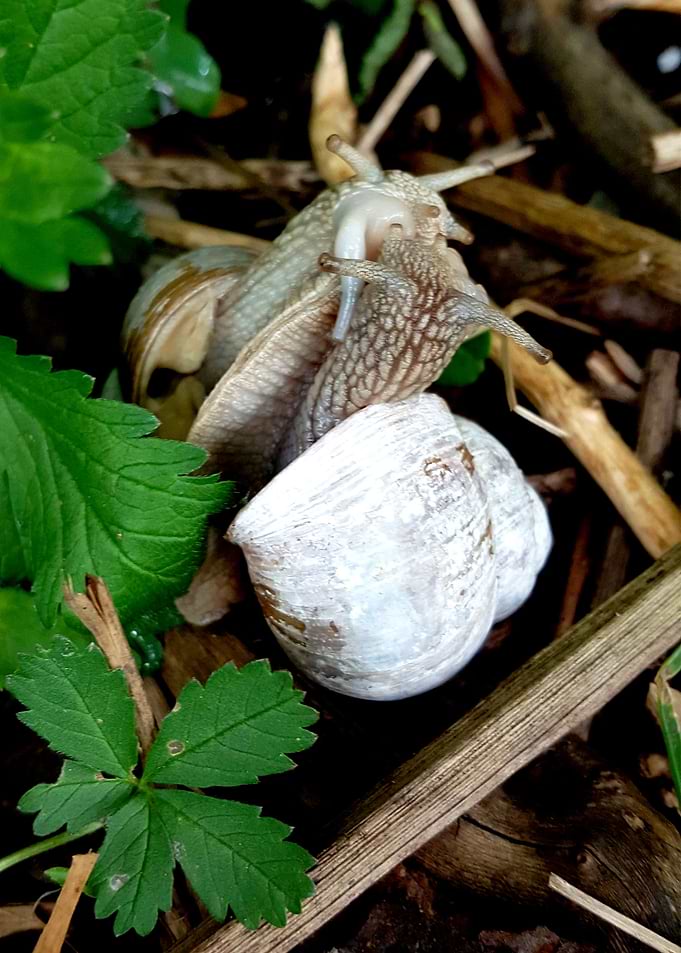 Snail
