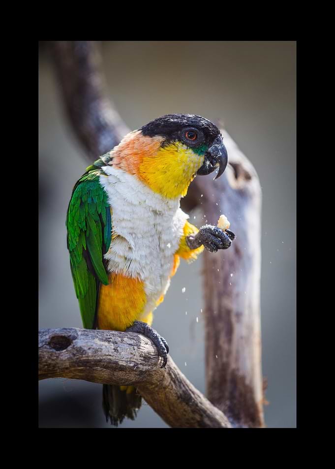 Parrot