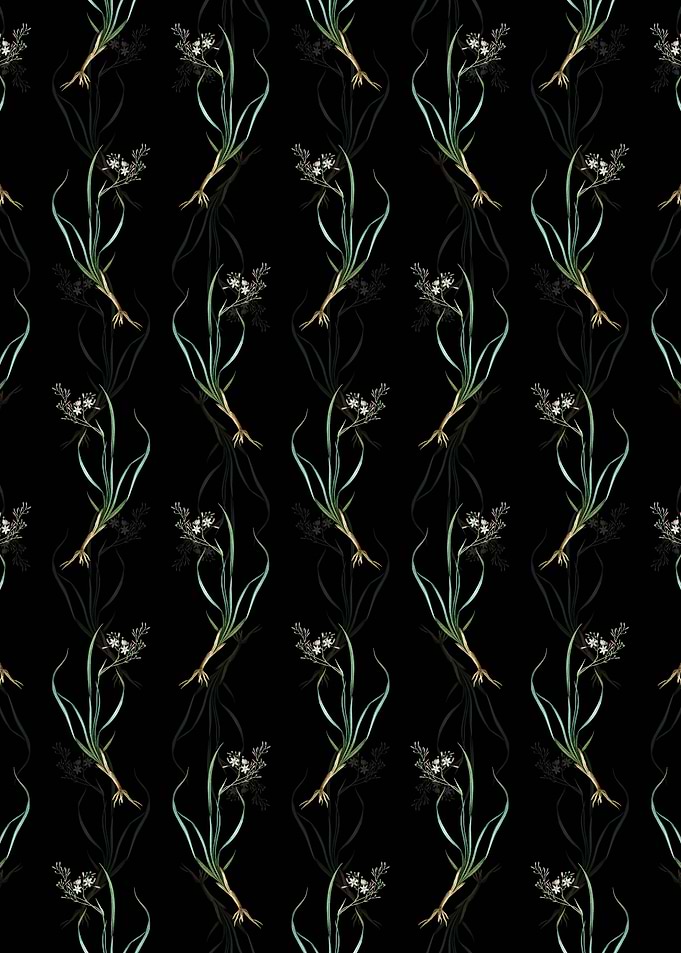 Phalangium Bicolor Pattern
