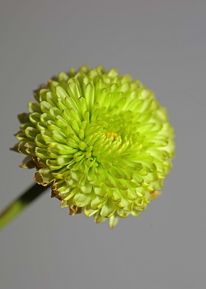 Chrysanthemum flower macro
