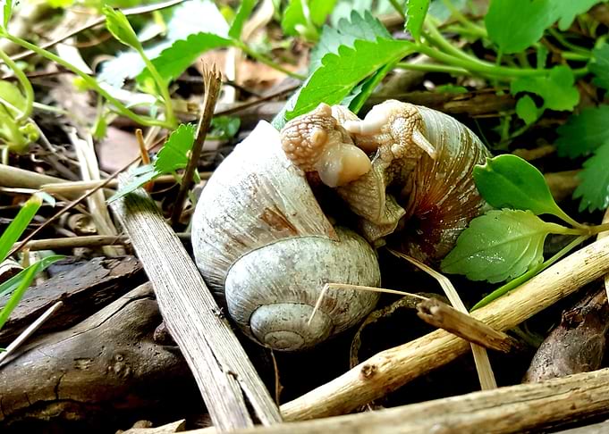 Snail 1