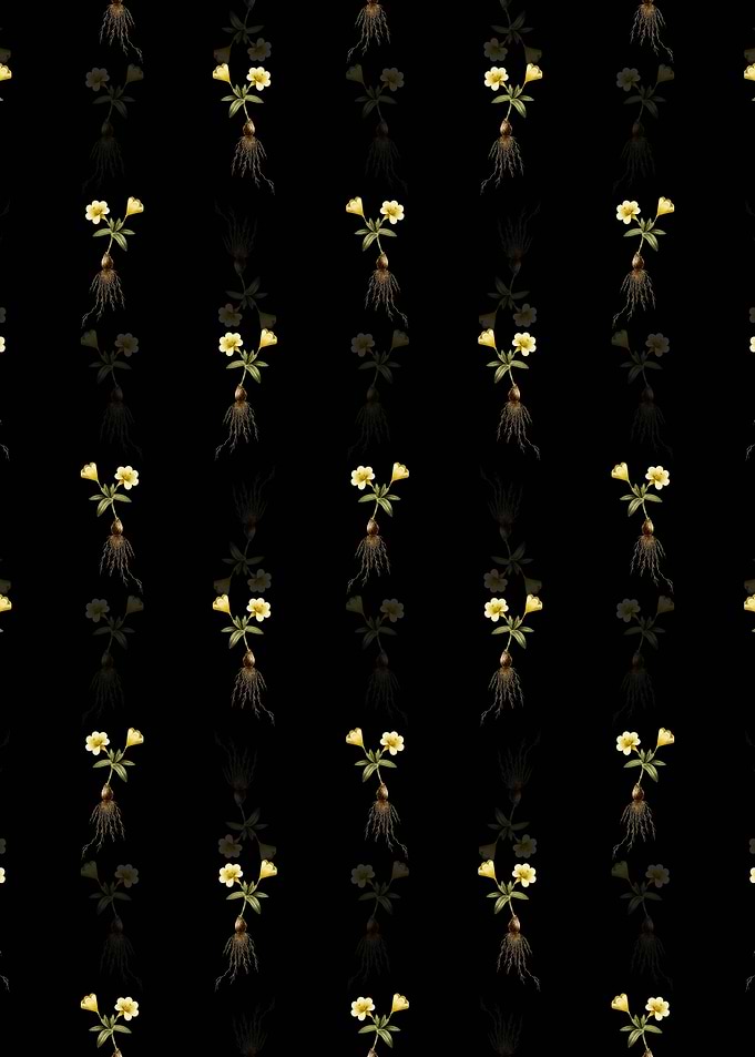 Black Cape Tulip b Pattern