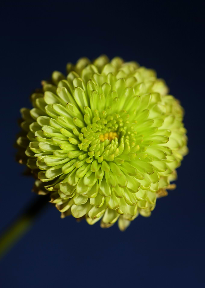 Green flower blossom macro