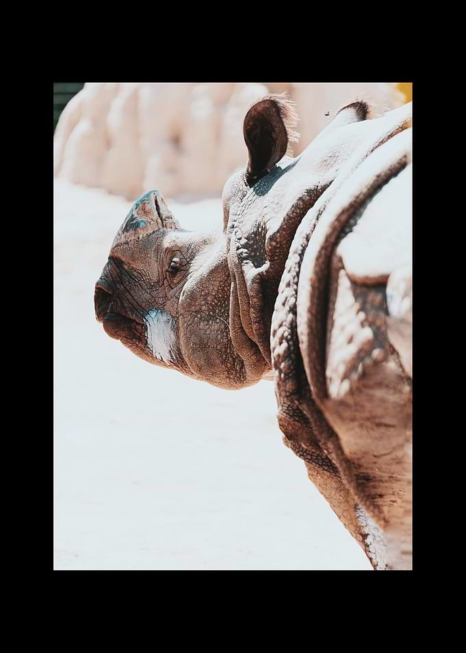 Rhino