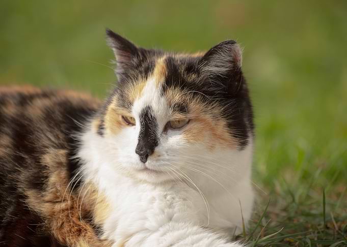 Cat Cats Feline Kitty