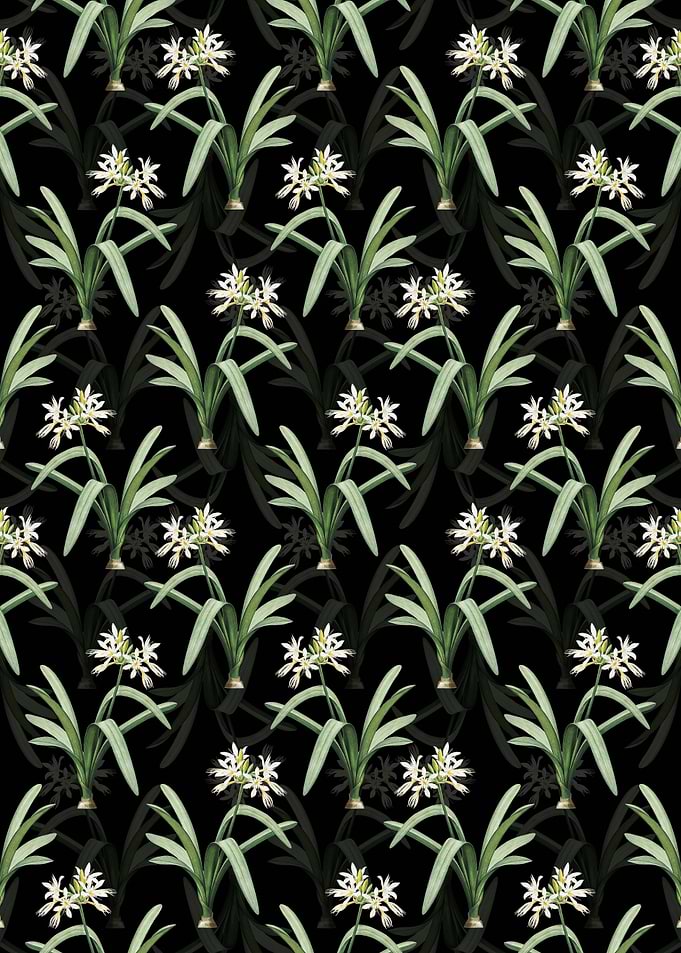 Black Pancratium Illyricum