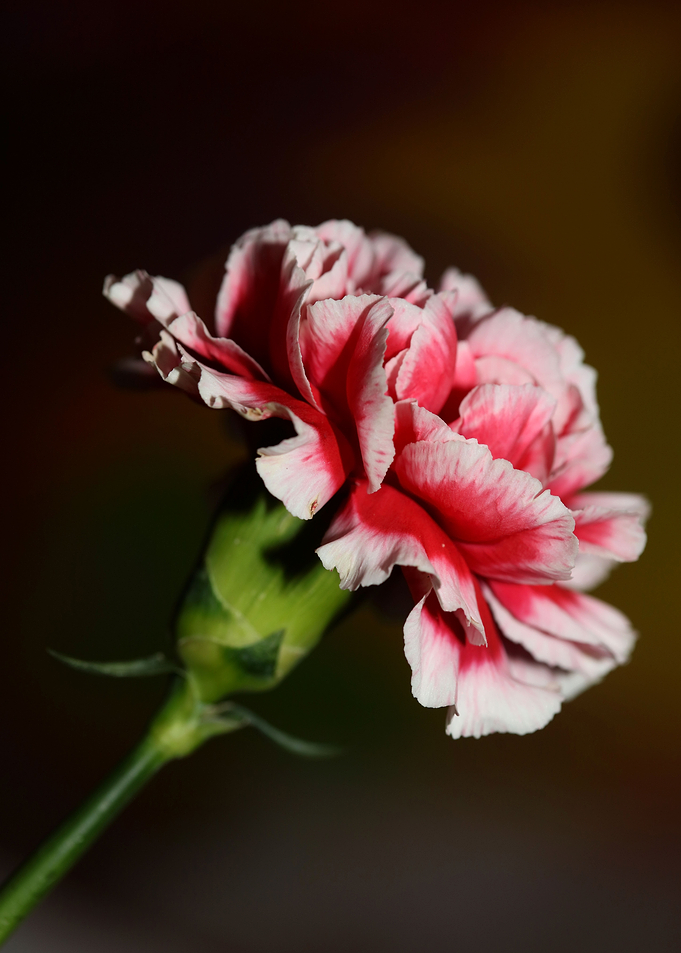 Flower blossoming close up