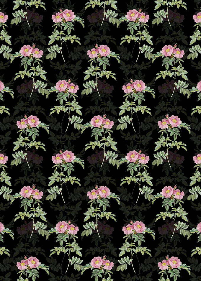 Black Shining Rosa Lucida