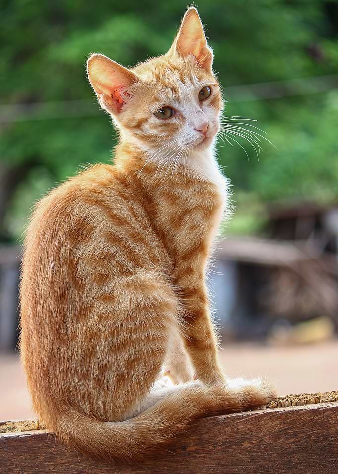 Cat Cats Feline Kitty