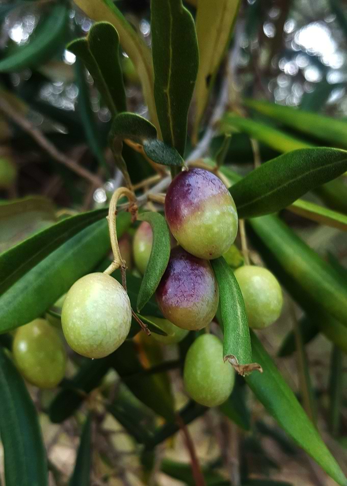 Olive