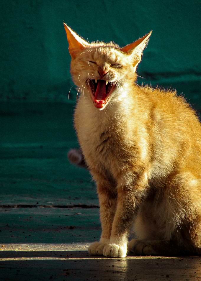 Cat Cats Feline Kitty