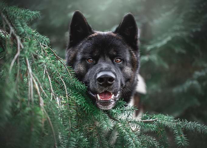 Cute Dog