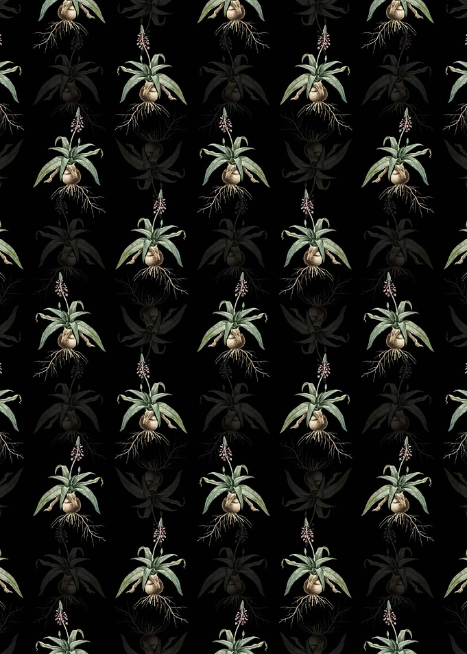 Lachenalia Lanceaefolia