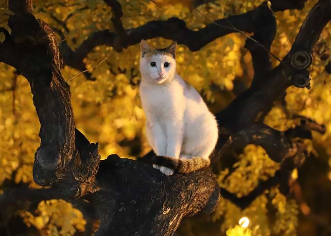 Cat Cats Feline Kitty