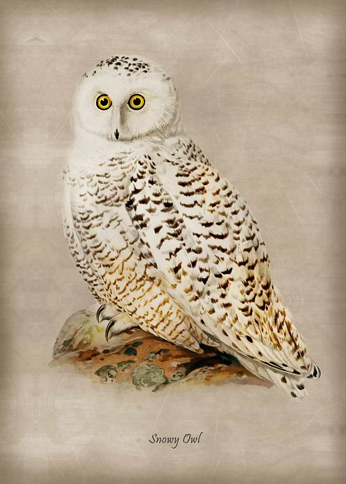 Snowy Owl 2