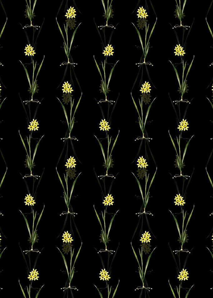 Ixia Fusco Citrina Pattern