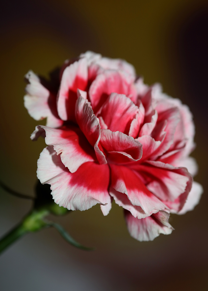 Dianthus flower blossoming