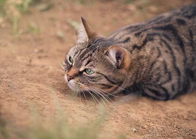 Cat Cats Feline Kitty