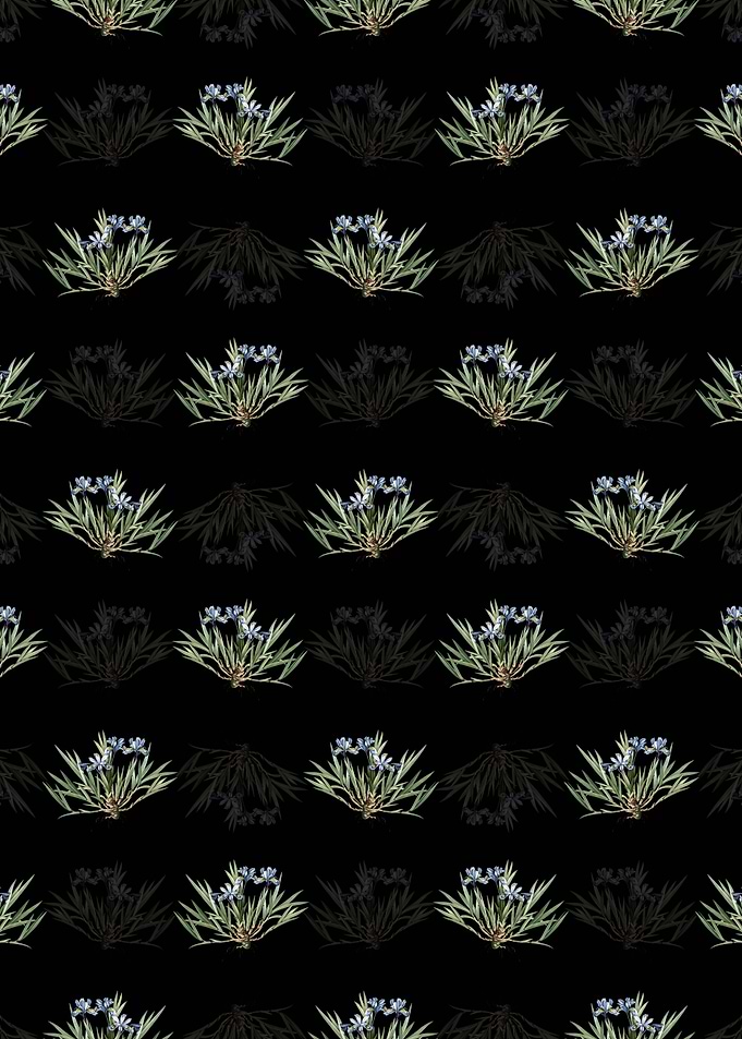 Dwarf Crested Iris Pattern