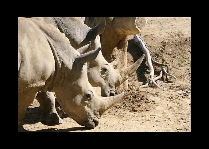 Rhino