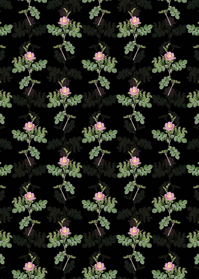 Black Pink Sweetbriar Rose