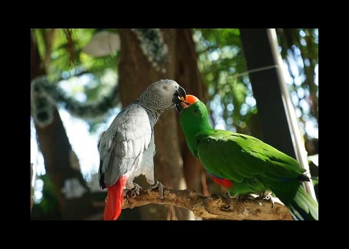 Parrot