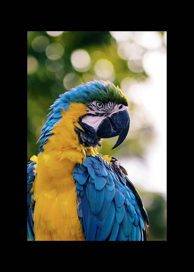 Parrot