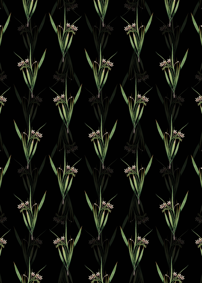 White Baboon Root Pattern
