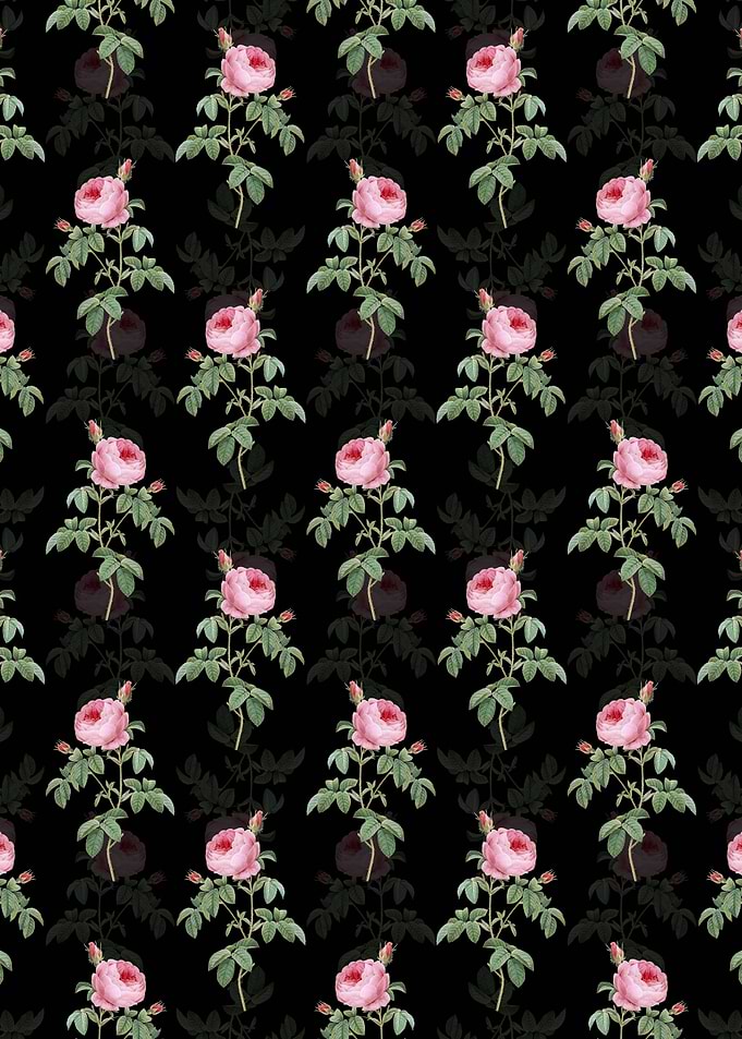 Black Provence Rose Bloom